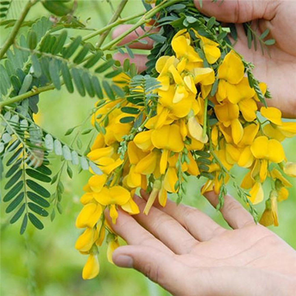 Sesbania Sesban Flowers